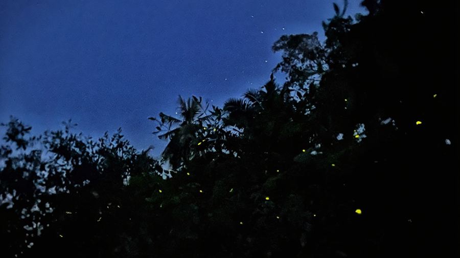 瓜拉雪蘭莪螢火蟲與藍眼淚一日遊 (含晚餐)