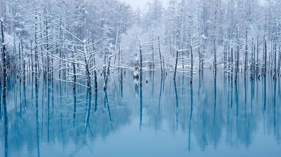 北海道田園一日遊：旭山動物園+青池+四季彩之丘【純玩小團】