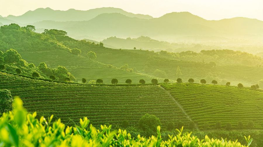 杭州靈隱茶園採茶丨體驗宋代點茶ღ配茶筐鬥笠道具・含山居庭院休閒茶點