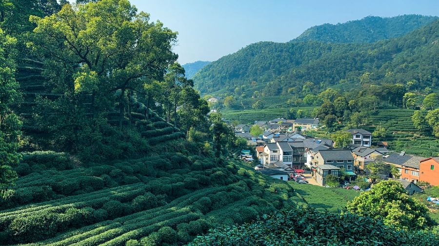 杭州梅家塢村半日遊【打泉水體驗|含龍井茶採茶+炒茶+品茶】