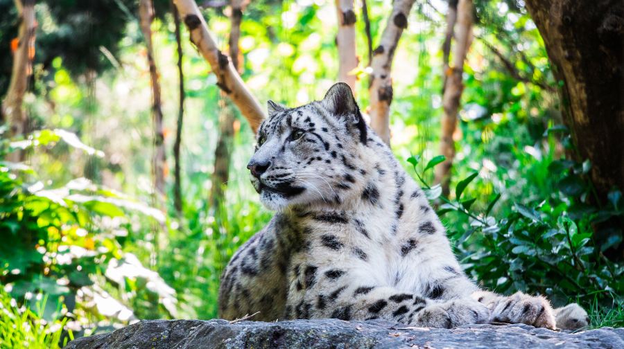 中央公園動物園門票(含主園區+Tisch兒童動物園+4D影院體驗)成人