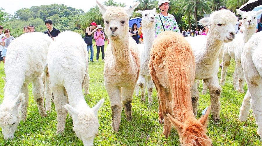 綠世界生態農場門票(贈遊園車/化石先生餐飲兑換/糖朝餐飲兑換擇一)成人