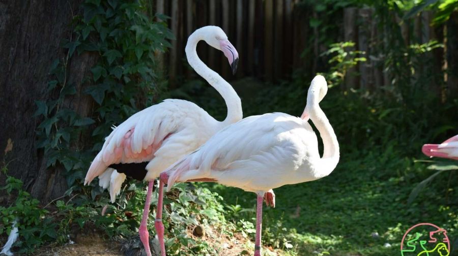新竹市立動物園門票成人