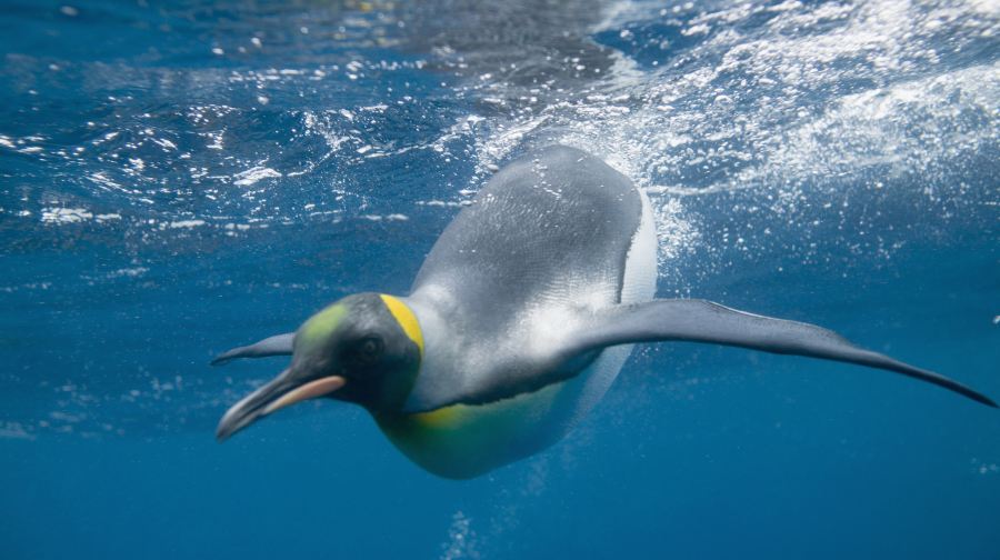 墨爾本水族館