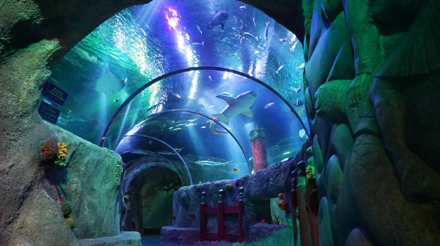 名古屋SEA LIFE水族館