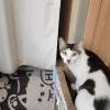 comment-small-img