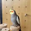 comment-small-img