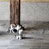 comment-small-img