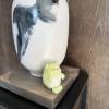 comment-small-img