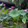 comment-small-img