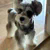 comment-small-img