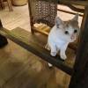 comment-small-img