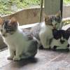 comment-small-img
