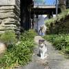 comment-small-img