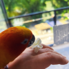comment-small-img