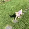 comment-small-img