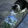 comment-small-img