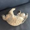 comment-small-img