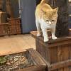 comment-small-img