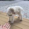 comment-small-img