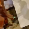 comment-small-img