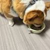 comment-small-img