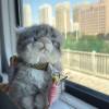 comment-small-img