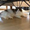 comment-small-img