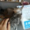 comment-small-img