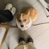 comment-small-img