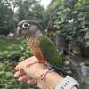comment-small-img
