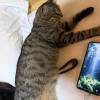 comment-small-img