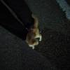 comment-small-img