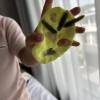 comment-small-img
