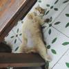 comment-small-img