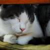 comment-small-img