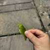 comment-small-img