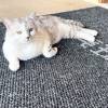 comment-small-img