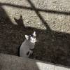 comment-small-img