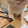 comment-small-img