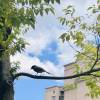 comment-small-img