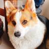 comment-small-img