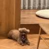 comment-small-img