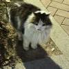 comment-small-img