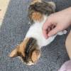 comment-small-img
