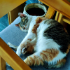 comment-small-img