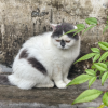 comment-small-img
