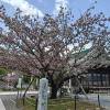 comment-small-img