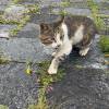 comment-small-img