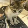 comment-small-img